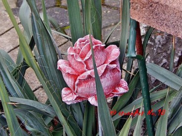 Rosenblüte 11 cm