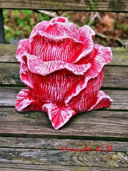 Rosenblüte 15 cm